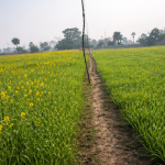 Agriculture Land for sale in Gaya bihar