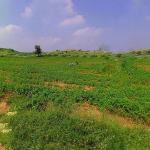 Bigha Kattha Land for Sale in Gaya District